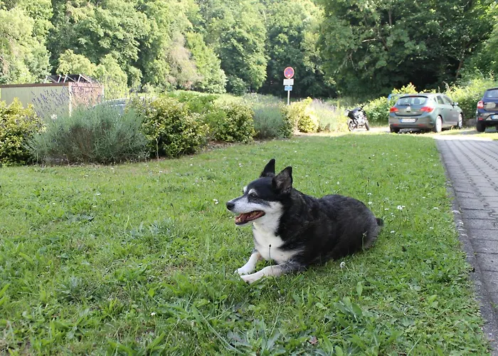 Zum Vierbeiner Διαμέρισμα